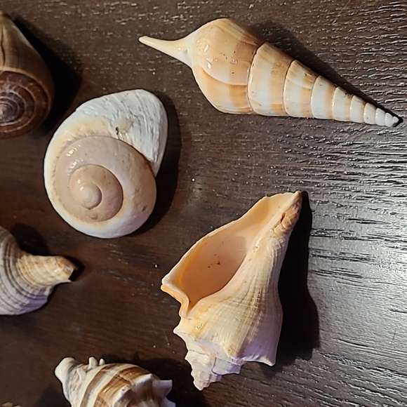 Seashells decor 7 piece Beach house ocean lover great condition vacation house ! - Picture 3 of 10